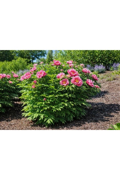 Півонія Іто-гібрид Yankee Doodle Dandy фото